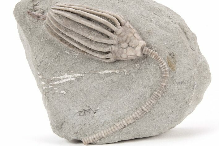 Fossil Crinoid (Macrocrinus) With Anal Tube - Indiana #214461